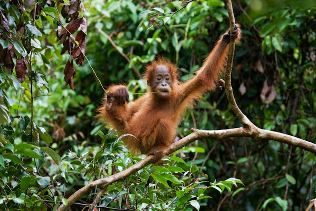 Why donor countries like the UK should support the ‘Tropical Forest Forever Facility’